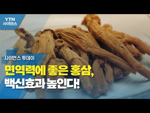 면역력에 좋은 홍삼, 백신 효과도 높인다! / YTN 사이언스