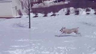 Soft Coated Wheaten Terrier Playing in the snow and Chasing Snowballs Funny cute dog by Paulina0618 6,001 views 15 years ago 3 minutes, 9 seconds