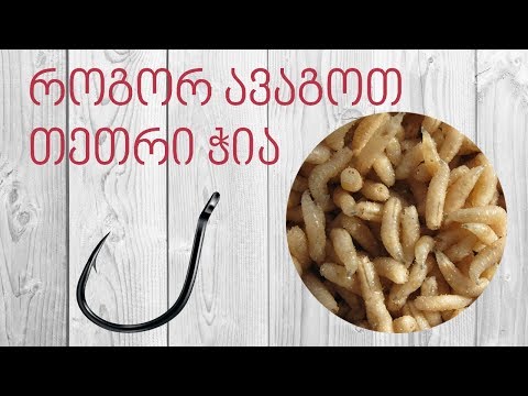 როგორ ავაგოთ თეთრი ჭია კაუჭზე