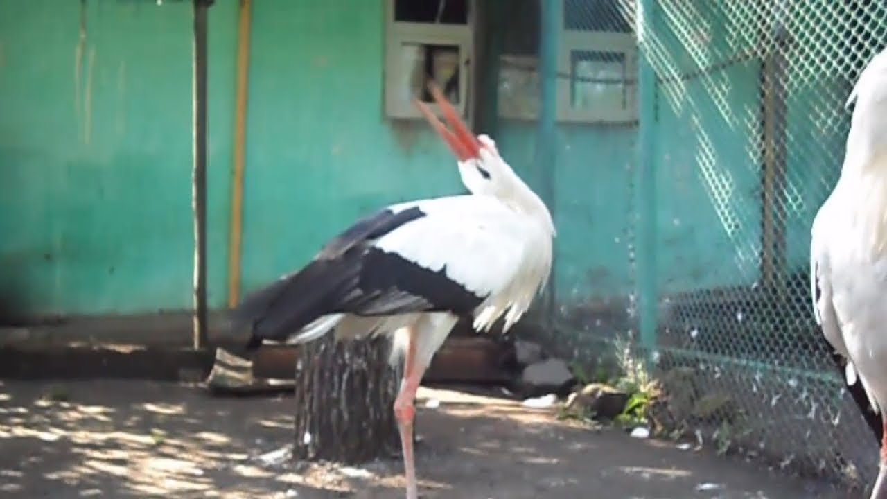Белый аист щёлкает клювом. - YouTube