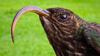 25 Aves con los Picos Más Increíbles del Mundo | Documental 4K