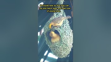 beautiful birds making nest🐦 bird building nest🐤 #shorts #birds