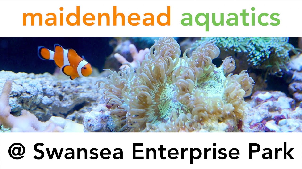 Maidenhead Aquatics Swansea Enterprise Park