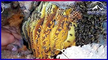 NTB #9 | Đi Rừng Gặp Tổ Ong Mật Khổng Lồ Trong Hang Đá