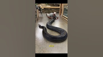 The Enchanting World of Amethystine Pythons🐍