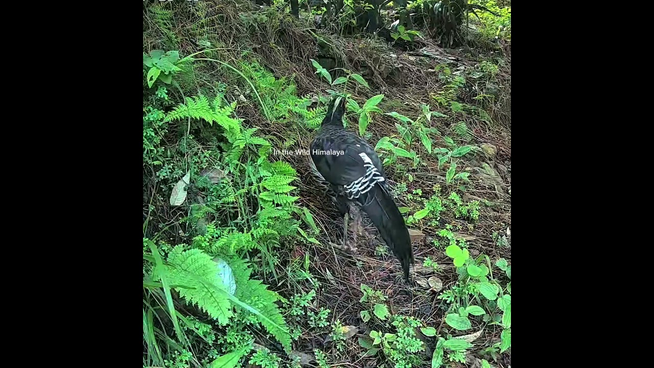 The Kalij and grown up Chicks 