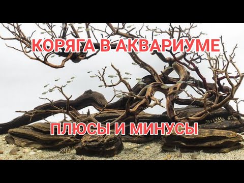 Видео: Безопасна ли древесина мопани для птиц?