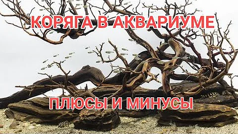 НУЖНА ЛИ КОРЯГА В АКВАРИУМЕ ? ПЛЮСЫ И МИНУСЫ