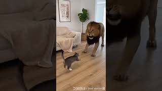  جب شیر آیا گھر     بلی کی سب سے ڈراؤنی ملاقات                         سمعها