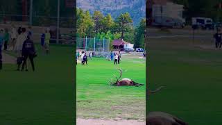 Bull Elk Encounter on the Sidewalk 🦌👀
