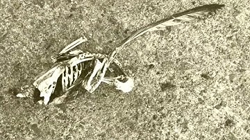 Wondershare Filmora Easy Mode