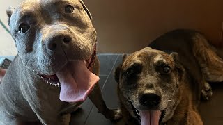 Sif Episode 1: REACTIVE DOG LISTENS TO NO ONE! HOW TO WALK A REACTIVE DOG