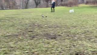 Crow Playing Ball Surprises Bystanders in Park