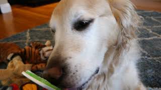 ASMR 2 Hours - Dog Licking Orapup Tongue Cleaning Brush - English Cream Golden Retriever