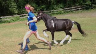 Rebecca G. - Week 1: Horses