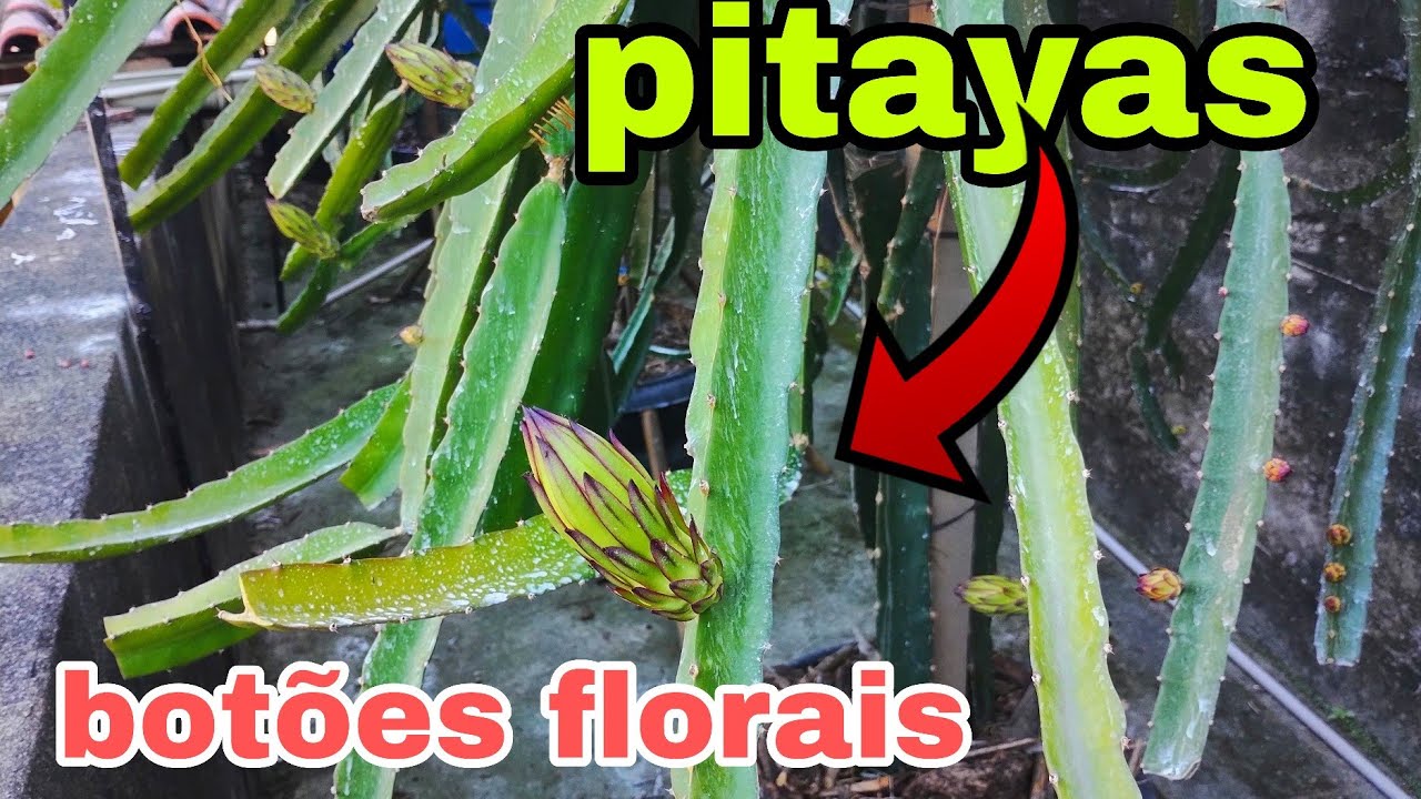 Muitos botões florais das pitayas branca e vermelha 🌵#28