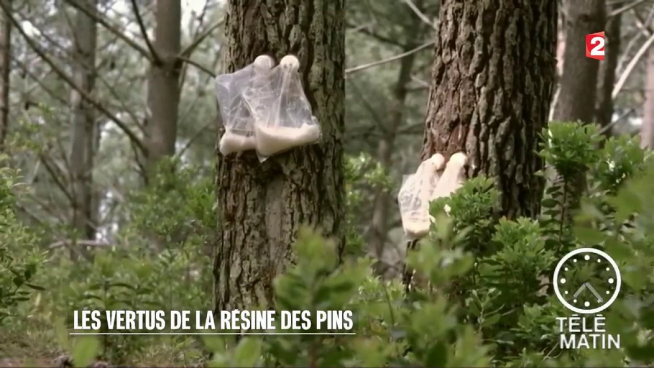 Télématin - Les vertus de la résine des pins
