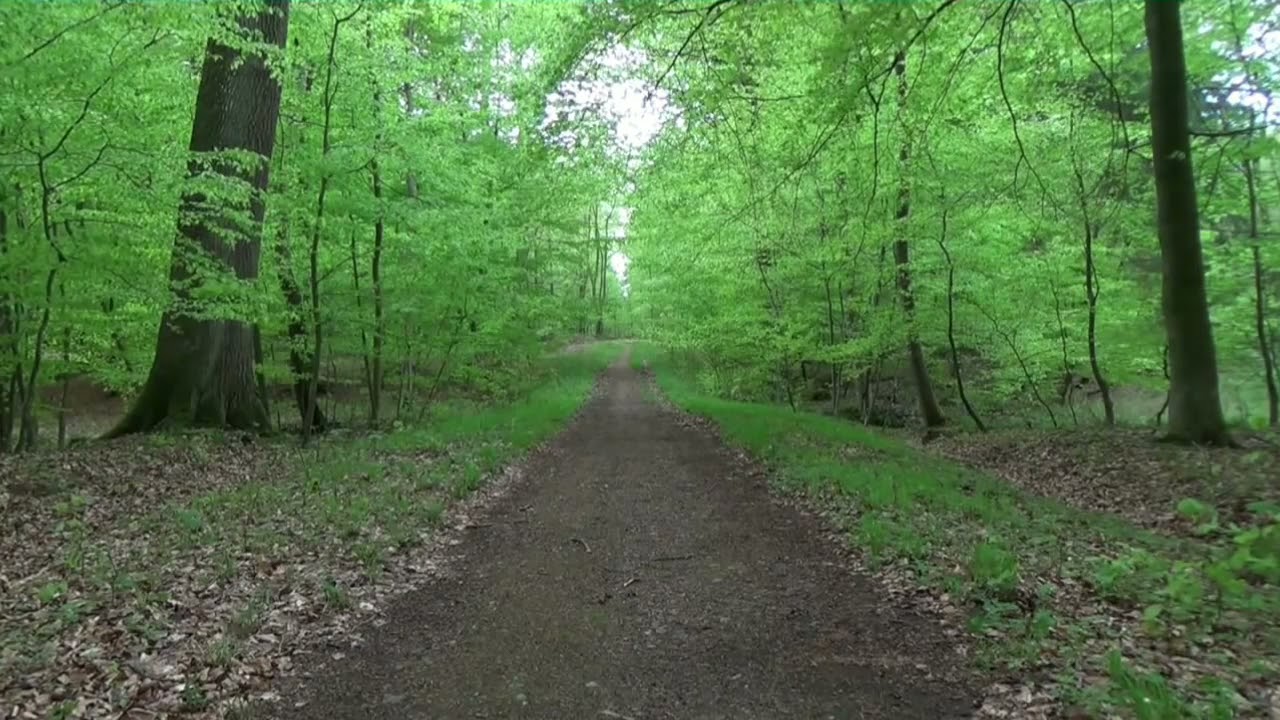 Background forest/Wald green screen background video