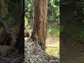 Felling a cypress