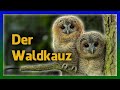 Erfolgs-Eule Waldkauz | geliebt, gehasst, gewonnen