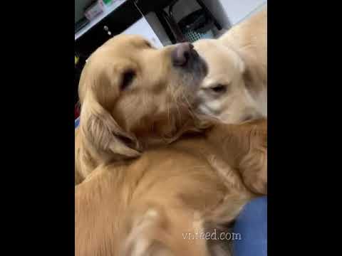 funny no dog pee signs