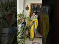 sadhaba bohu odia song # shorts reels