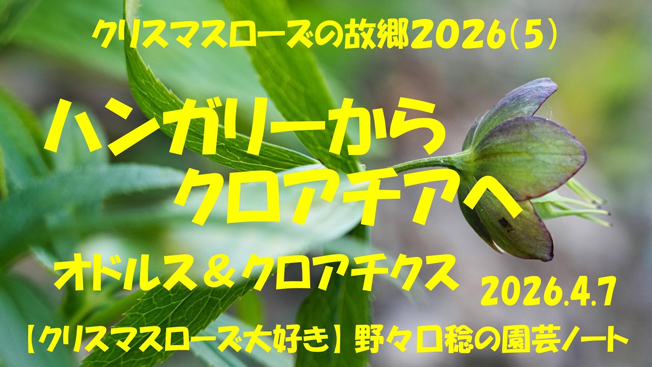 Home of the Christmas Rose 2026 (5) - YouTube