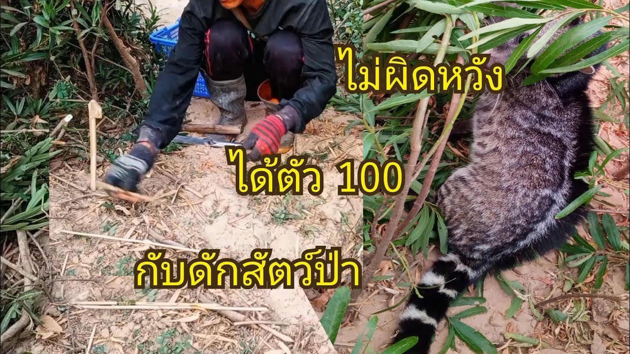 บอกให้ครบจบในคลิปนี้คริปเดียวทำกับดักสัตว์ป่า