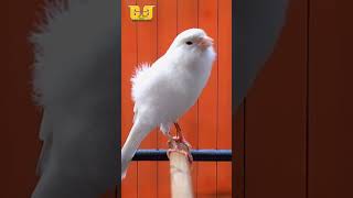 Kenari Putih Lagu Lelah