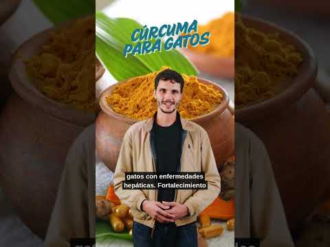 Cúrcuma para gatos: ¿un superfood con beneficios reales?