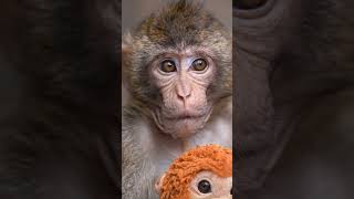 Cute little Punchy #punch #monkey #japan