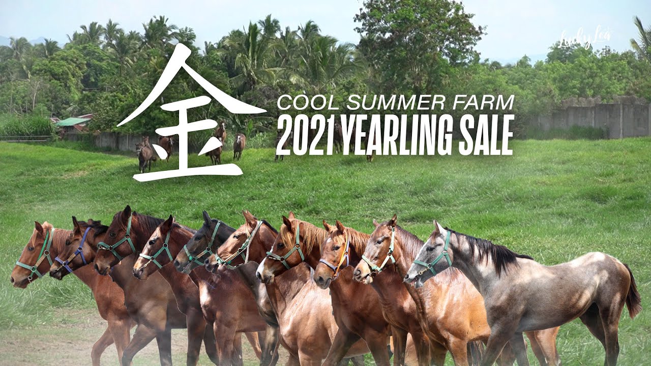 A Php 200,000 YEARLING? 👀 - 2021 COOL SUMMER FARM YEARLINGS SALE