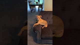 PitBull /Chihuahua Mix (Roxi)*****PLEASE SUBSCRIBE AND LIKE!