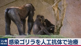 コロナゴリラ人工抗体で回復へ（2021年1月27日）