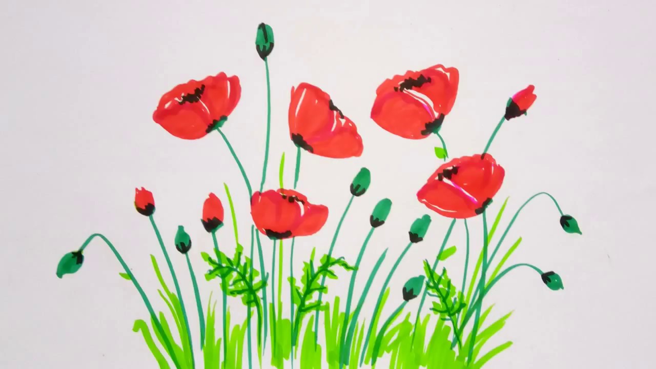 Drawing Of A Poppy Flower