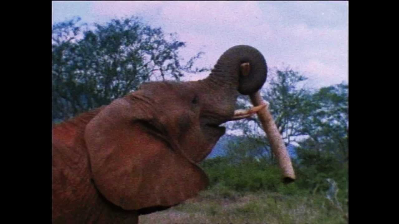 Curse of the Bloody Ivory Trade