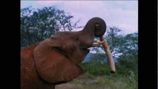 Curse of the Bloody Ivory Trade by AEFFonline 5,950 views 11 years ago 1 minute, 17 seconds