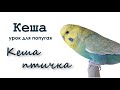 видео для попугая | учим попугая говорить Кеша птичка