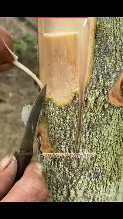 how to graft a large durian tree