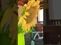 #pinayinaustria #sunflower #shortsviral #cute #austria #shortsfeed #shortvideos