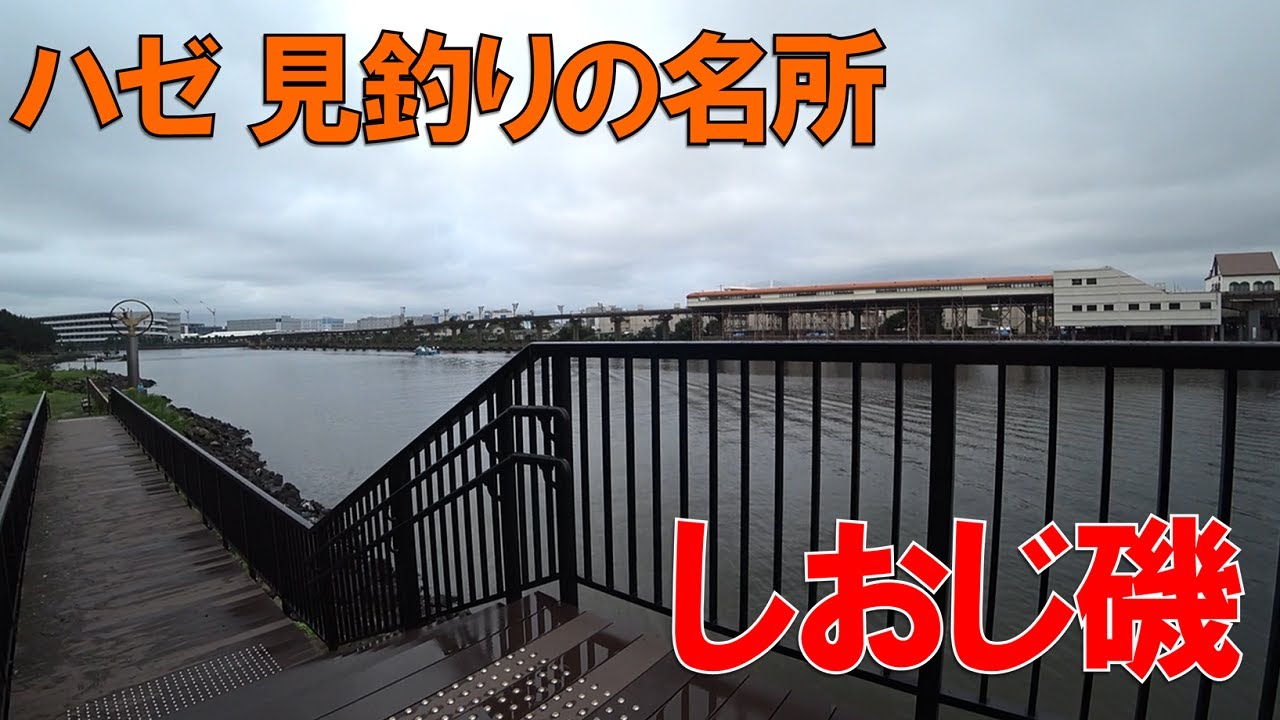 大井 ふ頭 中央 海浜 公園 し おじ 磯