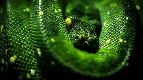 The Enchanting Green Tree Python: Nature