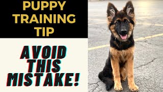 How To Prevent 'Keep AWAY' - (Puppy Training Tip) by Training Positive 6,516 views 2 years ago 3 minutes, 18 seconds