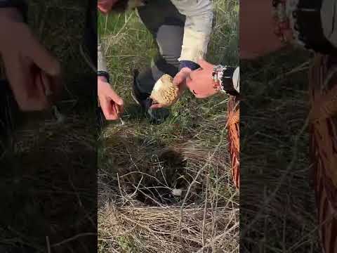 Моменты из грибного тура в Ростовской области. Тихая охота на степные сморчки