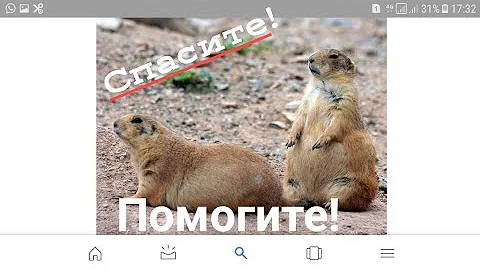 ЛУГОВЫЕ СОБАЧКИ!!! ВОПРОС?
