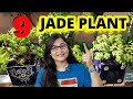 Jade plant  complete care growing tips propagation is jade indoor jadeplant gardening plants