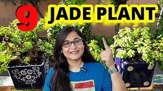 🔴JADE PLANT - COMPLETE CARE GROWING TIPS PROPAGATION /IS JADE INDOOR? #jadeplant #gardening #plants by Voice of plant 40,342 views 3 weeks ago 9 minutes, 16 seconds