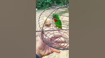 Persiapan Berangkat Mikat Burung Serindit