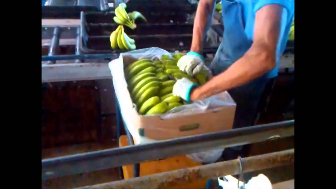 Packing banana in Fresh 'n' Smart® full crate liner YouTube