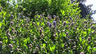 Bees in my california lilac -